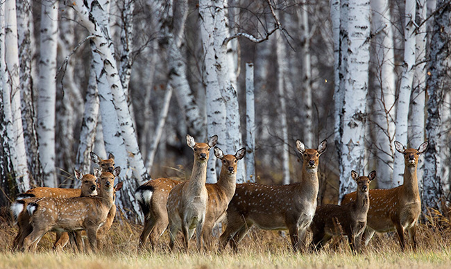 Пятнистые олени в Нижегородской области